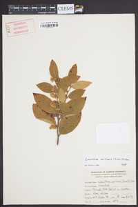 Leucothoe axillaris image