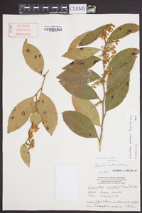 Leucothoe axillaris image