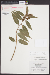 Leucothoe fontanesiana image