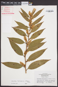 Leucothoe fontanesiana image