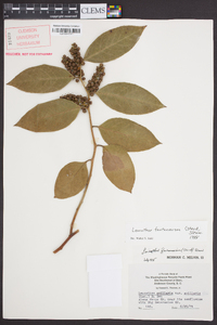 Leucothoe fontanesiana image