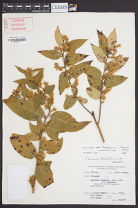 Leucothoe fontanesiana image