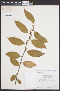 Leucothoe fontanesiana image