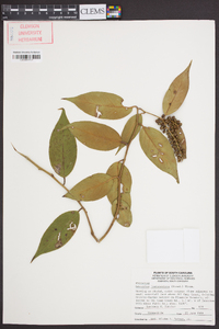 Leucothoe fontanesiana image