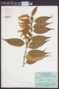 Leucothoe fontanesiana image