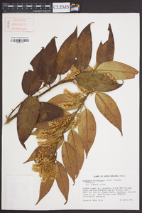 Leucothoe fontanesiana image