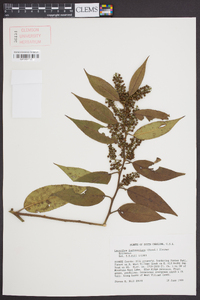 Leucothoe fontanesiana image