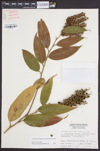 Leucothoe fontanesiana image