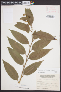 Leucothoe fontanesiana image