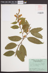 Leucothoe fontanesiana image