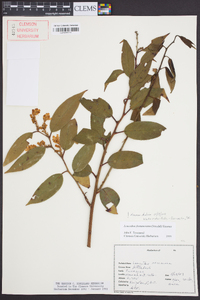 Leucothoe fontanesiana image