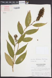 Leucothoe fontanesiana image