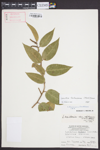 Leucothoe fontanesiana image