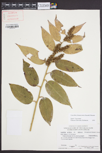 Leucothoe fontanesiana image