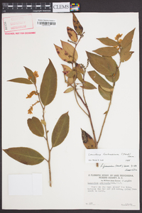 Leucothoe fontanesiana image