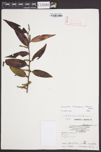 Leucothoe fontanesiana image