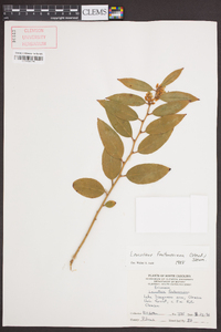 Leucothoe fontanesiana image