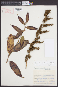 Leucothoe fontanesiana image