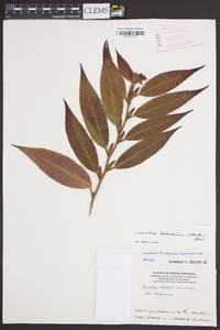 Leucothoe fontanesiana image