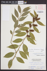 Leucothoe fontanesiana image