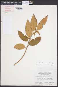 Leucothoe fontanesiana image