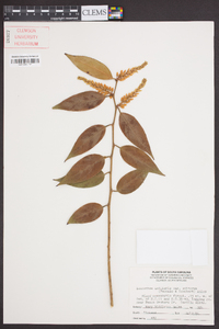 Leucothoe axillaris var. editorum image