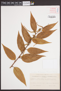 Leucothoe fontanesiana image