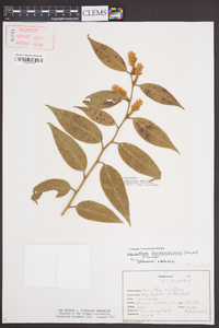 Leucothoe fontanesiana image