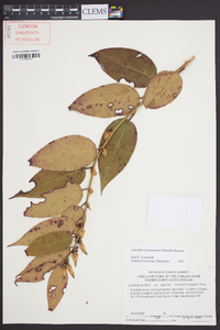 Leucothoe fontanesiana image