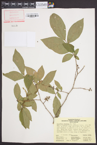 Leucothoe racemosa image