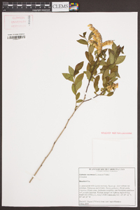 Leucothoe racemosa image