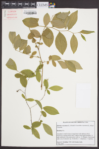 Leucothoe racemosa image