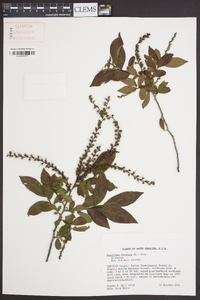 Leucothoe racemosa image