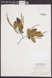 Leucothoe racemosa image