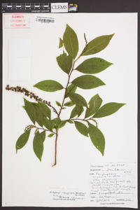 Leucothoe recurva image