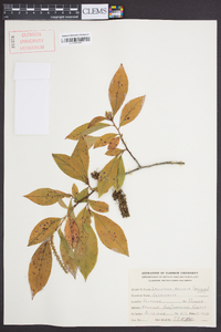 Leucothoe recurva image