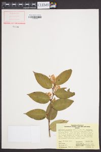 Leucothoe axillaris image