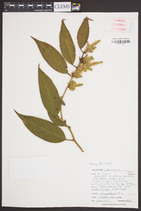 Leucothoe axillaris image