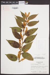 Leucothoe fontanesiana image