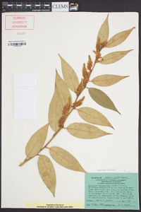 Leucothoe fontanesiana image