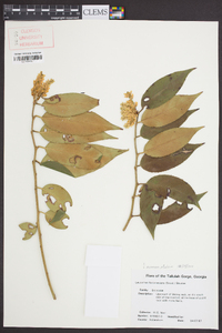 Leucothoe fontanesiana image