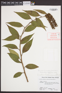 Leucothoe fontanesiana image