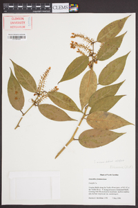 Leucothoe fontanesiana image