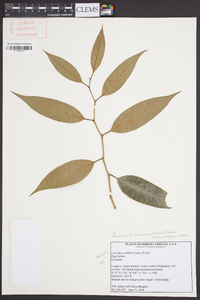 Leucothoe fontanesiana image