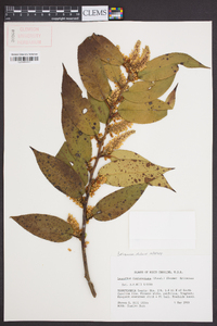 Leucothoe fontanesiana image