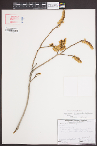 Leucothoe recurva image