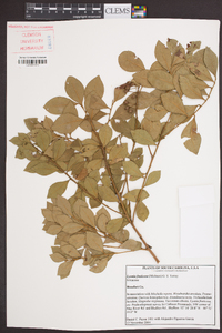 Lyonia fruticosa image