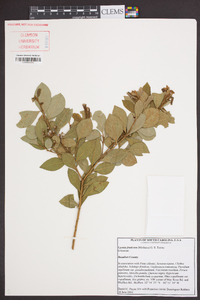 Lyonia fruticosa image