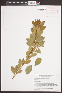 Lyonia fruticosa image