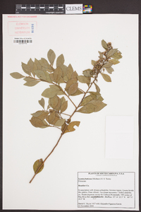 Lyonia fruticosa image